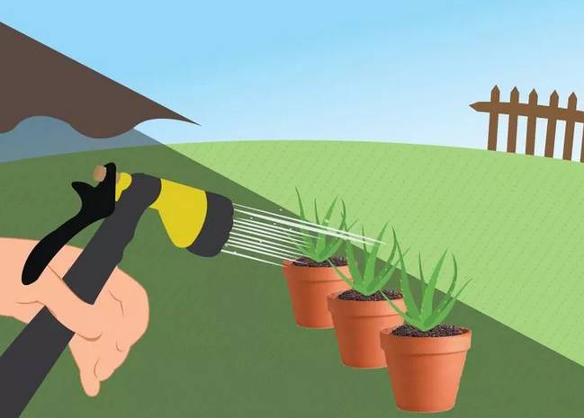 芦荟花烂根还能救活吗,如何救活蔫巴的芦荟