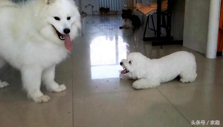 萨摩耶大战比熊，两团棉花打起来萌翻了，比熊却耍起流氓，辣眼睛