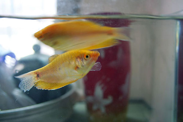 热带小型观赏鱼曼龙鱼一天喂几次,曼龙鱼可以和热带小鱼一起养么