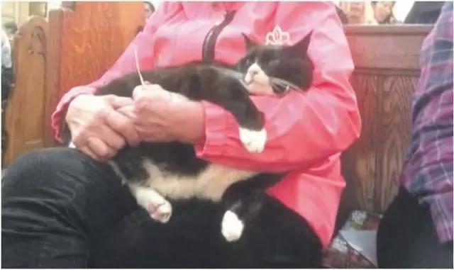 新西兰对动物都很友好吗,新西兰对待动物