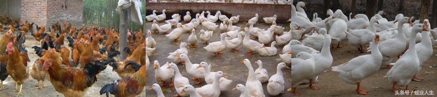 农业蔬菜种植致富项目,农业致富有什么好项目