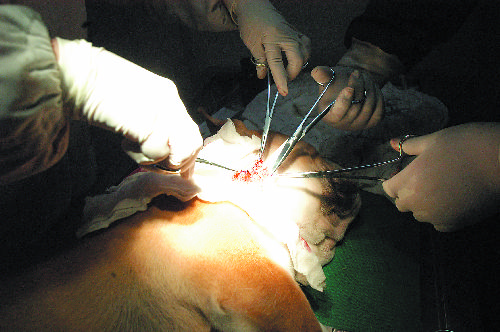 针刀医学与操作,针刀系统解剖学