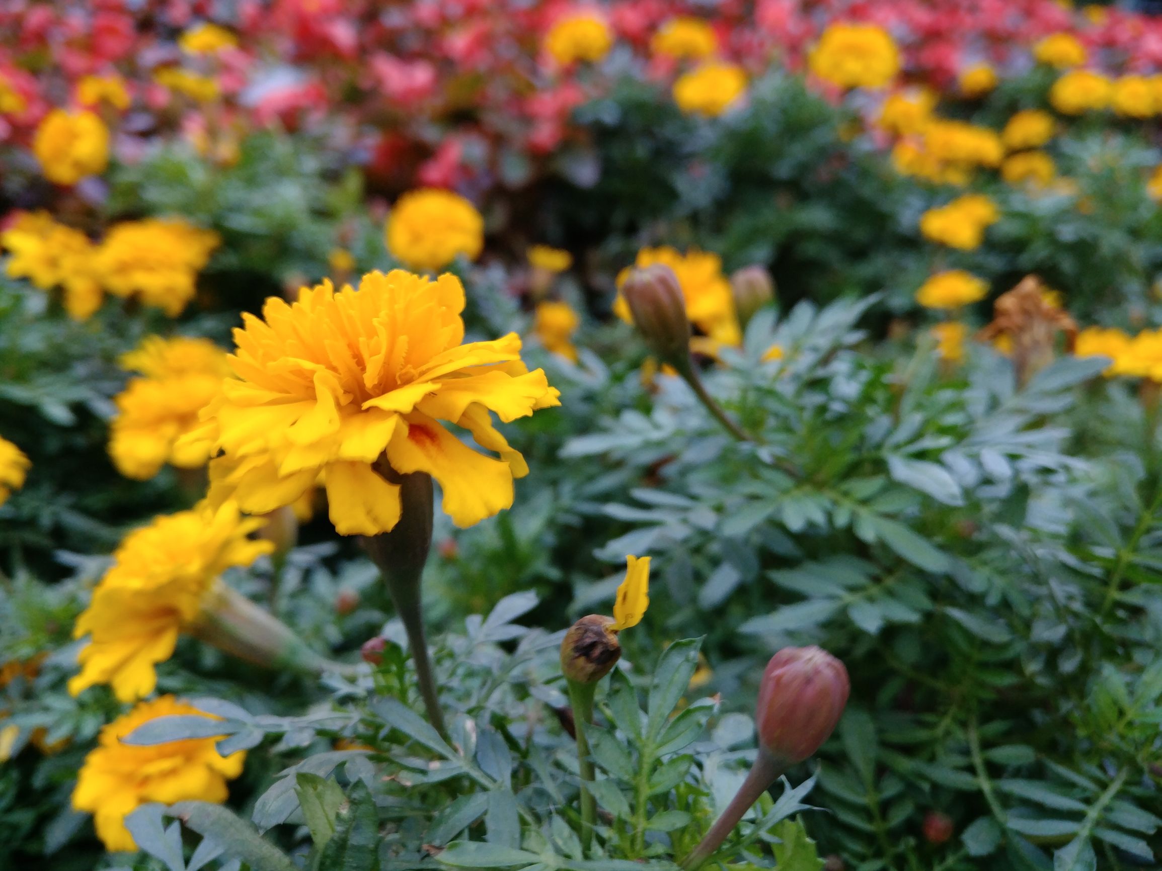 乐pro3双摄ai评测,乐3pro参数