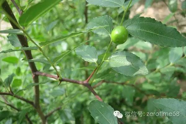 冠心病人失眠能吃酸枣仁吗,酸枣仁配什么可以治失眠心肌缺血