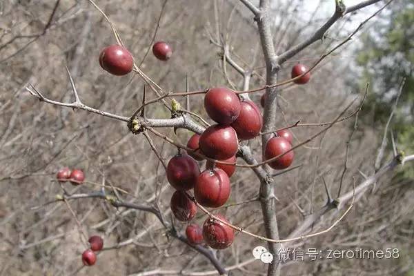 冠心病人失眠能吃酸枣仁吗,酸枣仁配什么可以治失眠心肌缺血