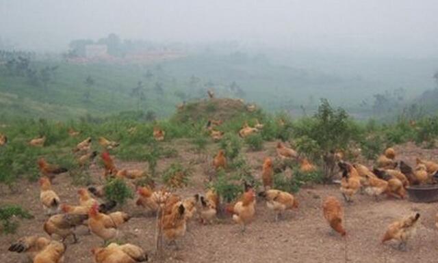 土鸡散养赚不赚钱,土鸡怎么养殖最赚钱