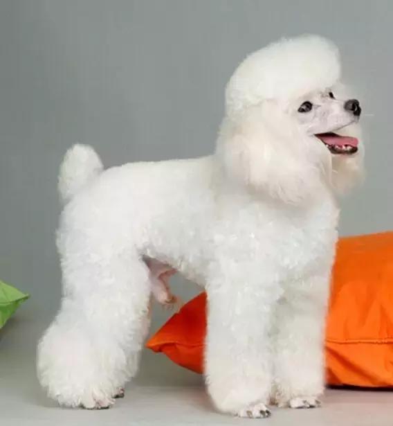 如何选择贵宾犬,贵宾狗怎么挑选