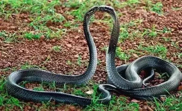 高级合照双人手势,男女拥抱接吻写真高级感照片