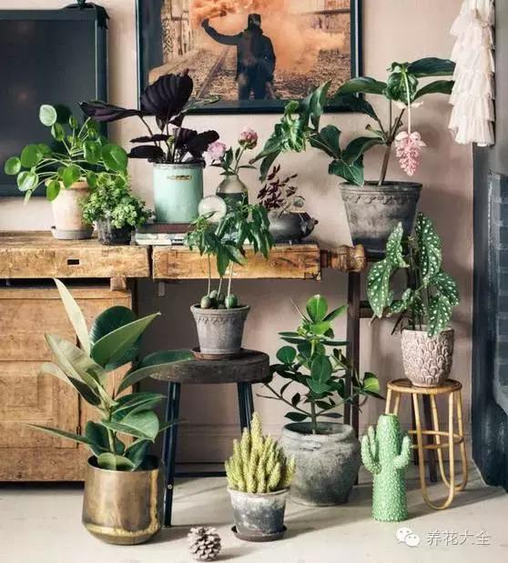 旺家十大爬藤植物排名,财运最旺的绿植是什么