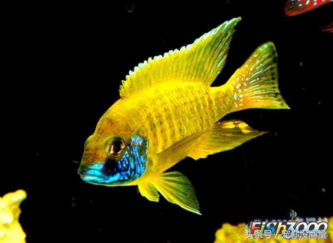 养鱼泥巴,养鱼的草泥