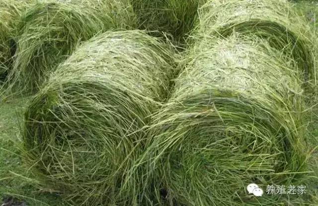 牧草养牛小妙招,种植牛羊专用牧草技术