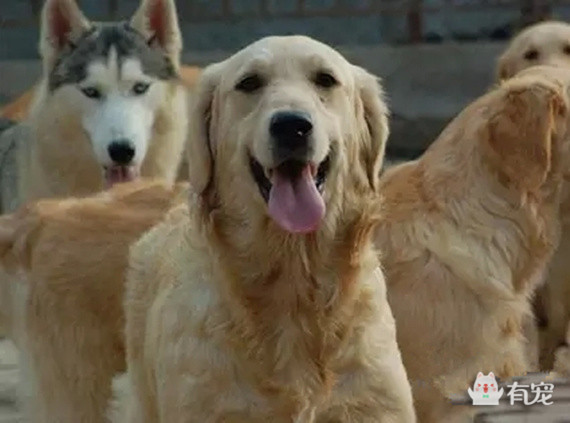 被哈士奇带大的博美,被哈士奇带偏的泰迪