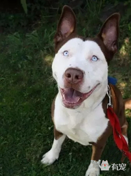 被哈士奇带大的博美,被哈士奇带偏的泰迪