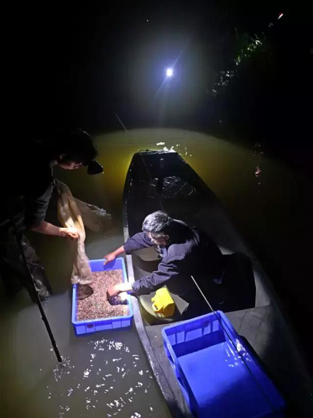 顺德禾虫吃起来是什么感觉,佛山哪里有禾虫吃