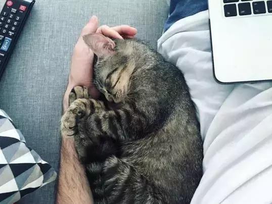 听说养猫的人很有福气吗,听说养猫的男生更容易脱单