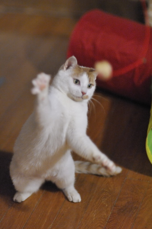 科学知识如何迎接新进家门的猫咪