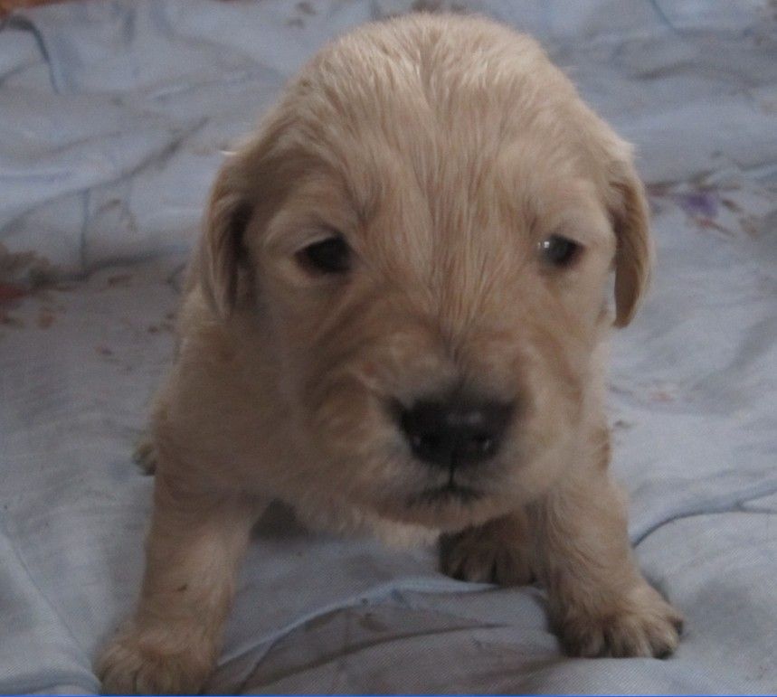 金毛怎么养更聪明,金毛怎么养才凶猛