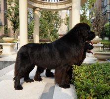 纽芬兰犬vs藏獒,纽芬兰犬藏獒混血