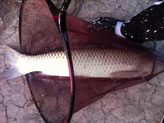 呼叫苞米、苞米、苞米......上大鱼啦~