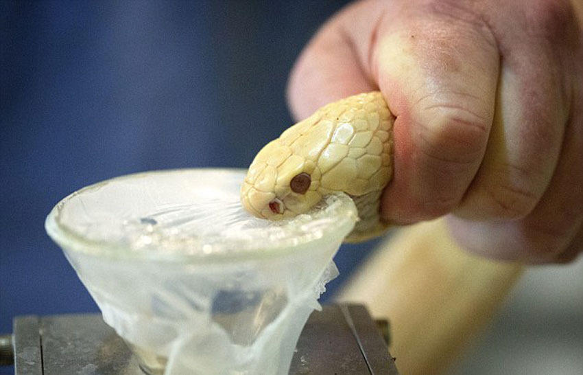 中医真的有害吗,中医有毒