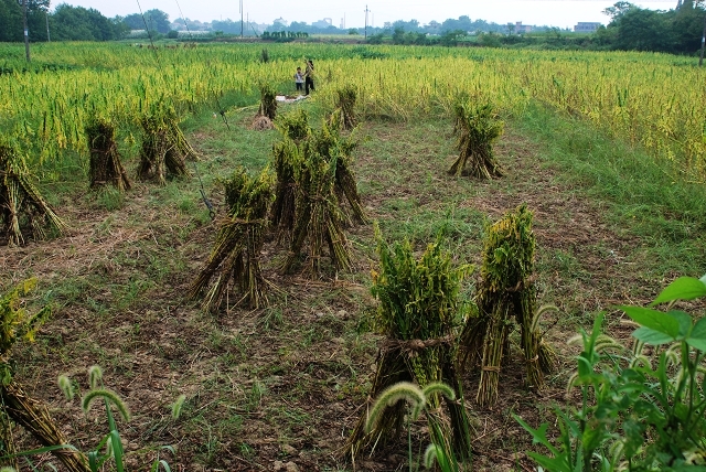 农民为啥不花钱,农民为什么不挣钱