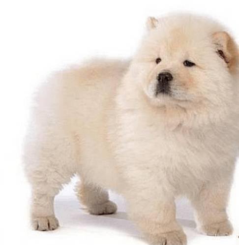 狗萌宠有哪些品种,18种萌宠狗狗