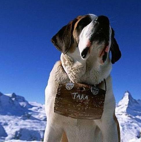 狗萌宠有哪些品种,18种萌宠狗狗