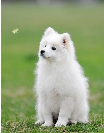 狗萌宠有哪些品种,18种萌宠狗狗