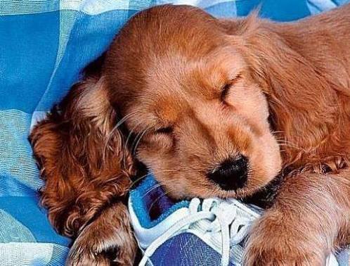 狗萌宠有哪些品种,18种萌宠狗狗