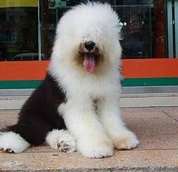 狗萌宠有哪些品种,18种萌宠狗狗