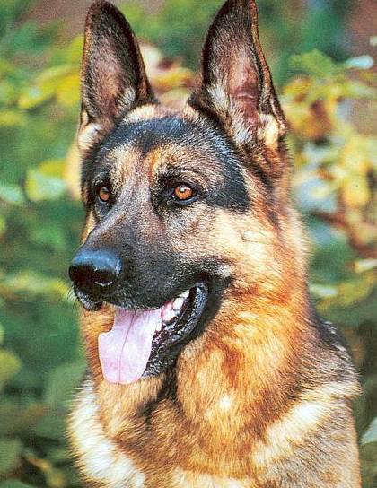 狗萌宠有哪些品种,18种萌宠狗狗