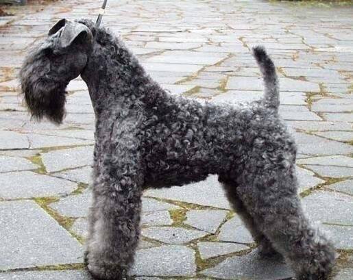 狗萌宠有哪些品种,18种萌宠狗狗