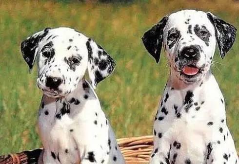 狗萌宠有哪些品种,18种萌宠狗狗