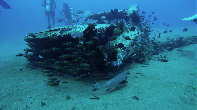 菲律宾潜水攻略 (菲律宾潜水游记)
