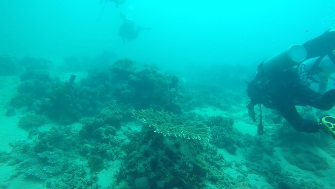 菲律宾潜水攻略 (菲律宾潜水游记)