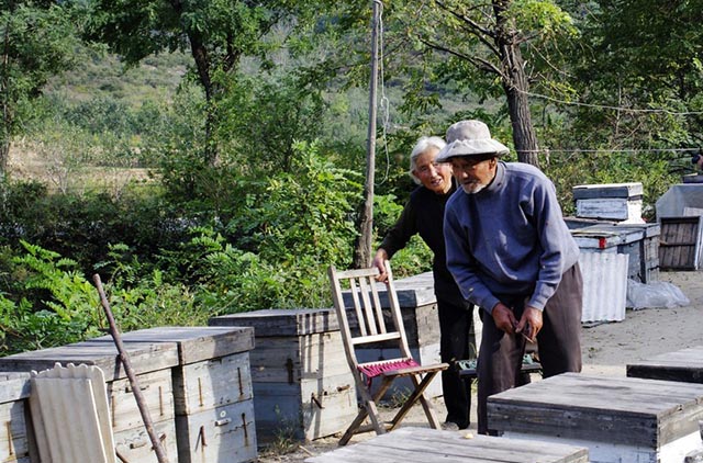 国产蜂蜜和进口蜜哪个好,浓缩蜜和真蜂蜜有什么区别
