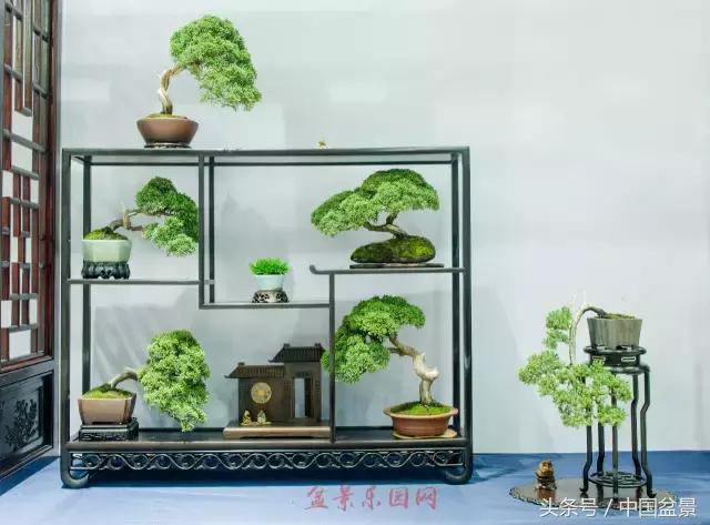 哪些野草适合微型盆景,小品盆景和微型盆景有区别吗