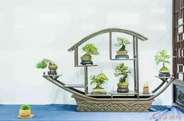 哪些野草适合微型盆景,小品盆景和微型盆景有区别吗