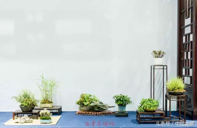 哪些野草适合微型盆景,小品盆景和微型盆景有区别吗