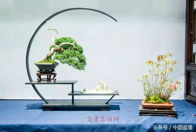 哪些野草适合微型盆景,小品盆景和微型盆景有区别吗