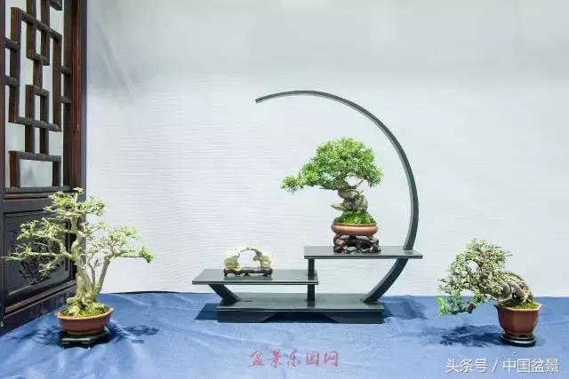 哪些野草适合微型盆景,小品盆景和微型盆景有区别吗