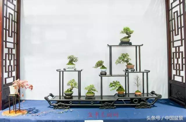 哪些野草适合微型盆景,小品盆景和微型盆景有区别吗