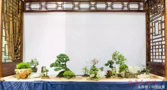 哪些野草适合微型盆景,小品盆景和微型盆景有区别吗