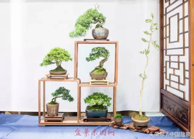 哪些野草适合微型盆景,小品盆景和微型盆景有区别吗