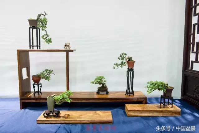 哪些野草适合微型盆景,小品盆景和微型盆景有区别吗