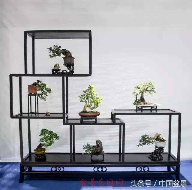 哪些野草适合微型盆景,小品盆景和微型盆景有区别吗