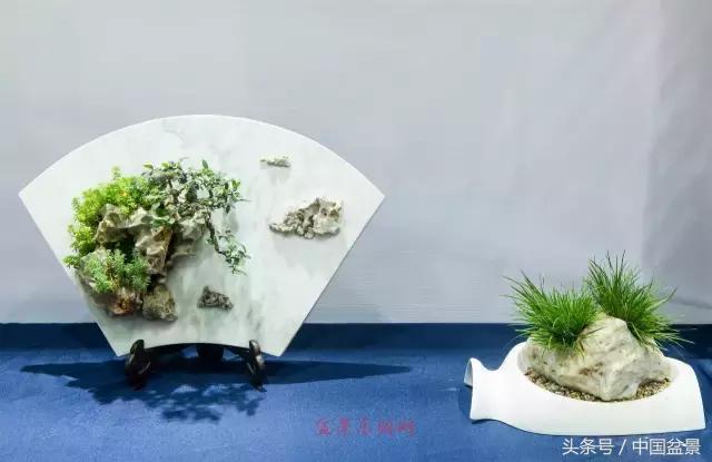 哪些野草适合微型盆景,小品盆景和微型盆景有区别吗