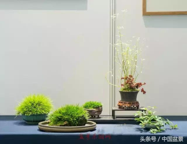 哪些野草适合微型盆景,小品盆景和微型盆景有区别吗