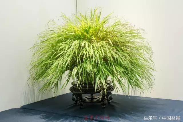 哪些野草适合微型盆景,小品盆景和微型盆景有区别吗
