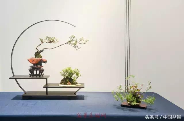 哪些野草适合微型盆景,小品盆景和微型盆景有区别吗